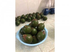 Bơ booth Lâm Đồng