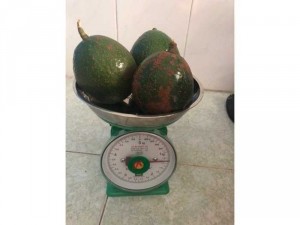 Bơ booth Lâm Đồng
