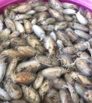 Mực nang sữa
