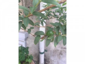 Bán chậu ổi tàu