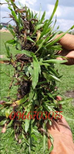 Cỏ lá tre trồng sân banh mini