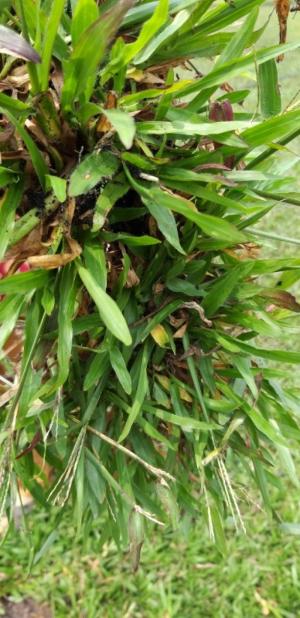 Cỏ lá tre trồng sân banh mini