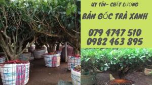 Địa chỉ bán cây trà xanh TPHCM, mua cây chè xanh tại TPHCM
079 4747 510 -Mr Ngọc