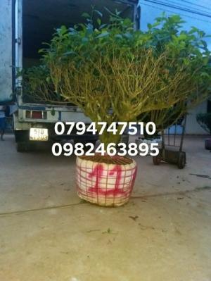 Địa chỉ bán cây trà xanh TPHCM, mua cây chè xanh tại TPHCM
079 4747 510 -Mr Ngọc