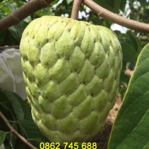 Cây giống na thái cây giống nhập khẩu