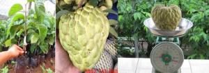Cây giống na thái cây giống nhập khẩu