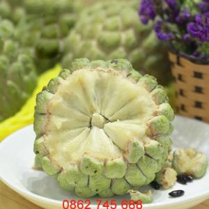 Giống cây na dai chuẩn F1