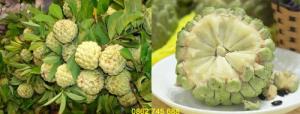 Giống cây na dai chuẩn F1
