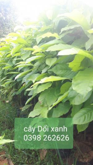 Cây Dổi xanh. Cây Dổi hạt