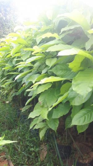 Cây Dổi xanh. Cây Dổi hạt