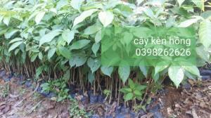 Bán cây giống kèn hồng