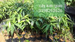 Bán cây giống kèn hồng