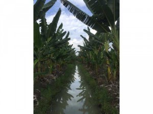 Cây giống chuối sáp