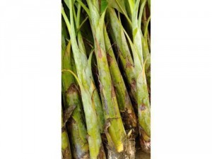 Cây giống chuối sáp