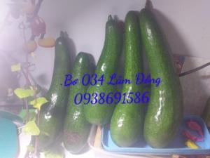 Bơ 034 Lâm Đồng 0938691586