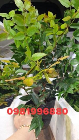 Cây nho thân gỗ tứ quý giống