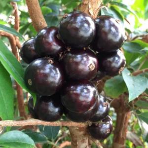 Cây nho thân gỗ tứ quý giống