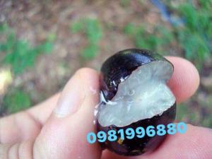 Cây nho thân gỗ tứ quý giống