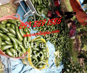 Bơ 034 - Cung cấp sỉ và lẻ đặc sản đà lạt- Bảo Lộc Lâm Đồng bơ 034- bơ sáp ngon 0938691586