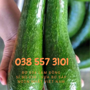 Vựa bơ 304 Lâm Đồng, sỉ lẻ gọi 0385573101