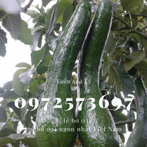Bơ 034- 0972573697 Vườn Nhà Lý giao bơ tận nhà