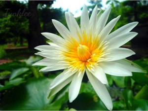 Máy ảnh
