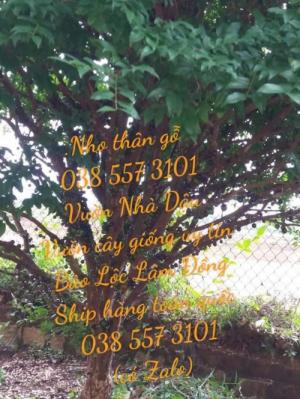 Nho thân gỗ cây nho thân gỗ 038 557 3101
Vườn Nhà Dậu