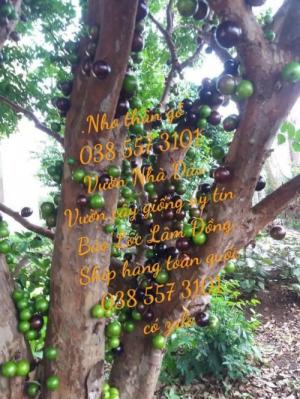 Nho thân gỗ cây nho thân gỗ 038 557 3101
Vườn Nhà Dậu