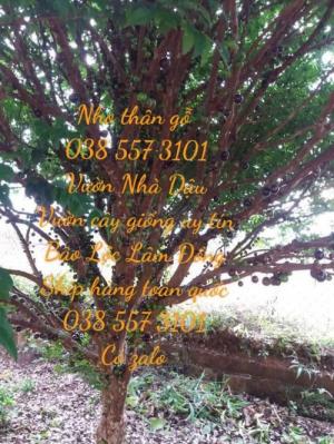 Nho thân gỗ cây nho thân gỗ 038 557 3101
Vườn Nhà Dậu