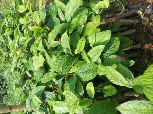 Trà hoa vàng Dược liệu quý
