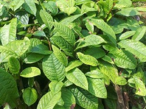 Trà hoa vàng Dược liệu quý