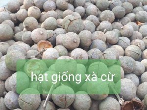 Hạt xà cừ ( sọ khỉ)