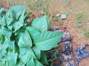 Cây giống gáo trắng