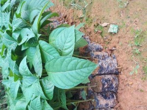 Cây giống gáo trắng