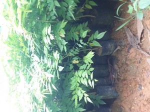 Cây giống Sưa đỏ