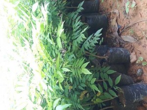 Cây giống Sưa đỏ