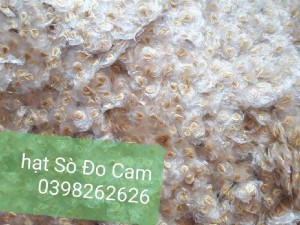 Hạt giống Sò Đo Cam