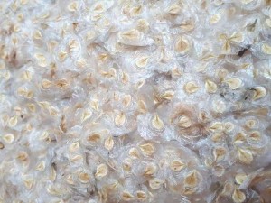 Hạt giống Sò Đo Cam
