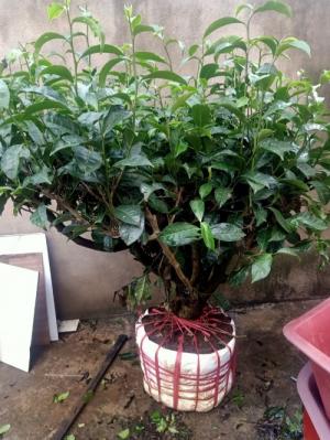 Cây Cảnh Trà Xanh to, đẹp giá rẻ