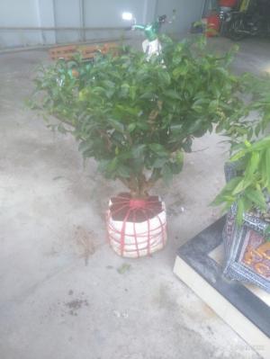 Cây Cảnh Trà Xanh to, đẹp giá rẻ