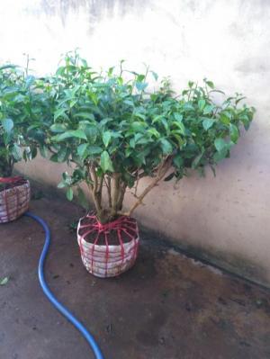 Cây Cảnh Trà Xanh to, đẹp giá rẻ