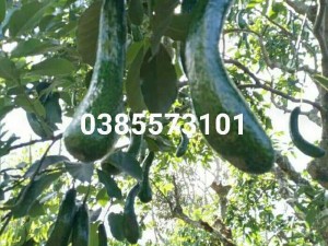 Vựa bơ Lâm Đồng chuyên giá sỉ bơ 34, bơ sáp, bơ dài, bơ tròn Booth khủng tại vườn Đà Lạt, Bảo Lộc, Đức Trọng, Bảo Lâm, Di Linh - 0385573101 - Vườn Nhà Dậu