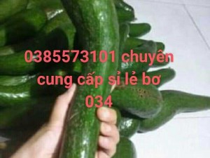 Vựa bơ Lâm Đồng chuyên giá sỉ bơ 34, bơ sáp, bơ dài, bơ tròn Booth khủng tại vườn Đà Lạt, Bảo Lộc, Đức Trọng, Bảo Lâm, Di Linh - 0385573101 - Vườn Nhà Dậu