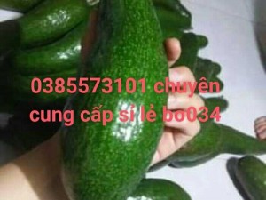 Vựa bơ Lâm Đồng chuyên giá sỉ bơ 34, bơ sáp, bơ dài, bơ tròn Booth khủng tại vườn Đà Lạt, Bảo Lộc, Đức Trọng, Bảo Lâm, Di Linh - 0385573101 - Vườn Nhà Dậu