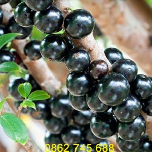 Giống nho thân gỗ cây tứ quý chuẩn F1