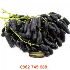 Nho ngón tay cây giống chuẩn F1