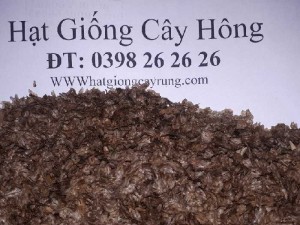 Hạt giống cây hông ( tếch lai)