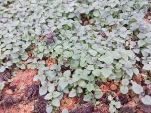 Hạt giống cây hông ( tếch lai)