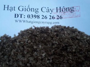 Hạt giống cây hông ( tếch lai)