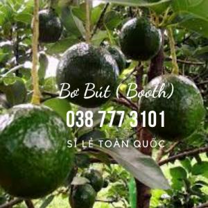Bơ Booth Bơ Bút Lâm Đồng Gọi 0385573101